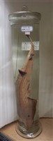 藏品(薛氏琵琶鱝)的圖片